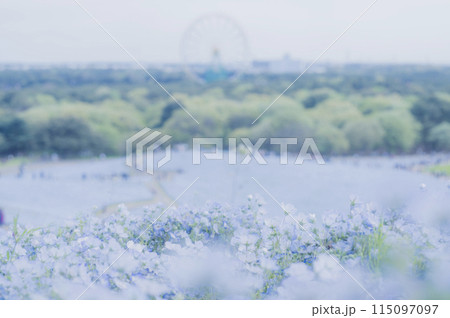 茨城　ネモフィラが咲く丘 115097097