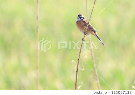草の枝にとまる、ホオジロ 115097132
