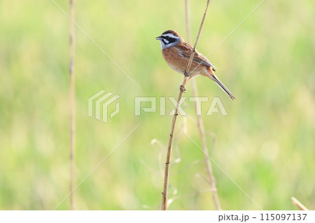草の枝にとまる、ホオジロ 115097137