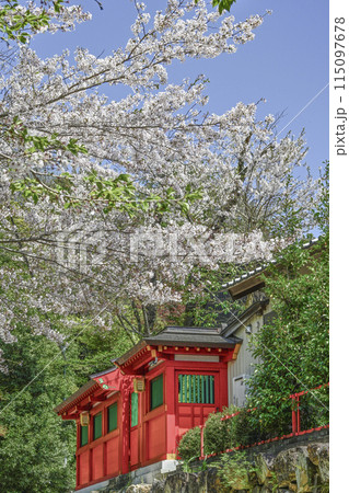 犬山城、南の登城道の桜 犬山城、南の登城道の桜 115097678