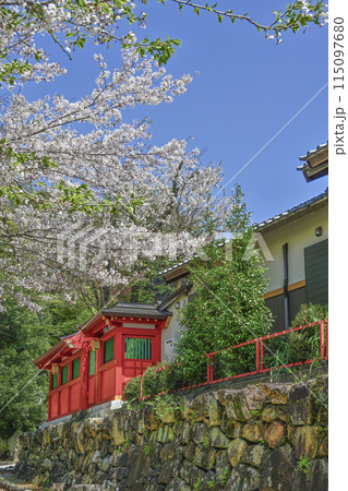 犬山城、南の登城道の桜 犬山城、南の登城道の桜 115097680