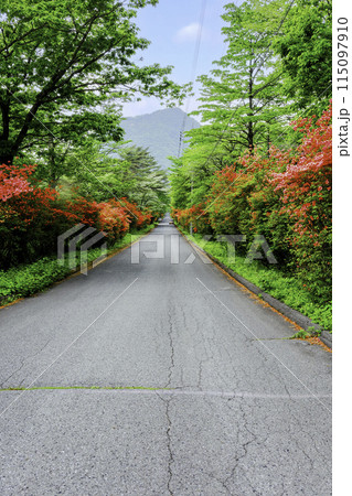 道の両側に咲く山ツツジ（縦） 115097910