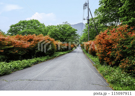 山ツツジ咲く道 115097911