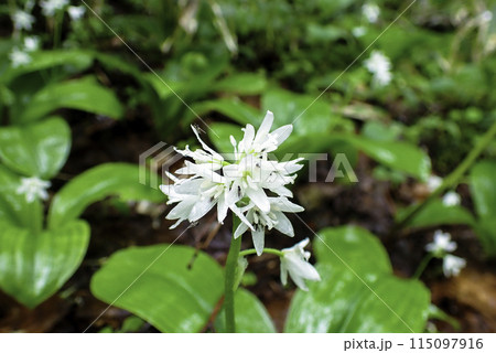 ツバメオモトの花 115097916