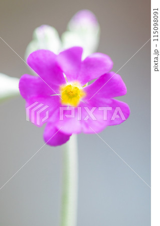 家の周りの草花　四季の色々　早春の花壇に小さな紅白のサクラソウの花が咲きました 115098091