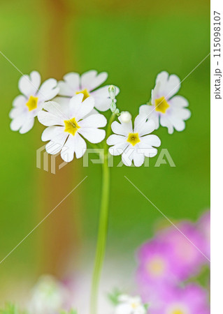 家の周りの草花　四季の色々　早春の花壇に小さな紅白のサクラソウの花が咲きました 115098107