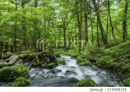 新緑の萌える尚仁沢湧水 新緑の萌える尚仁沢湧水 115098185
