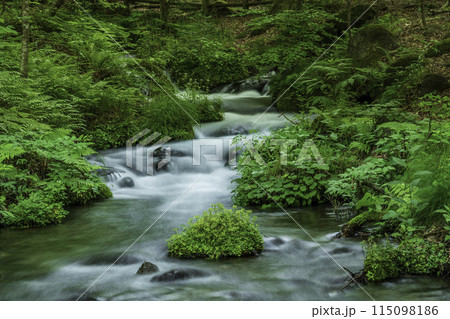 新緑の萌える尚仁沢湧水 115098186