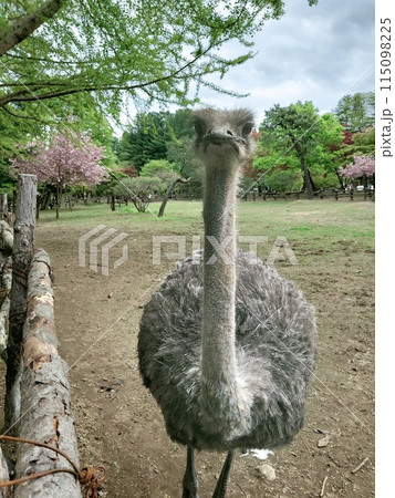 ostrich standing in the park 115098225