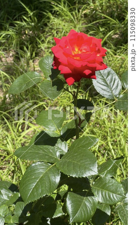 A rose in the garden 115098330