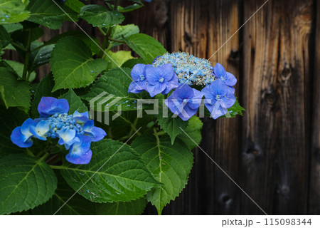 板塀前にさく紫陽花 115098344
