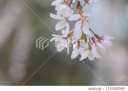 桜の花弁 桜の花弁 115098560