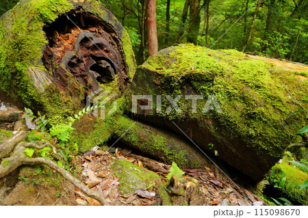 苔に覆われた古木 苔に覆われた古木 115098670