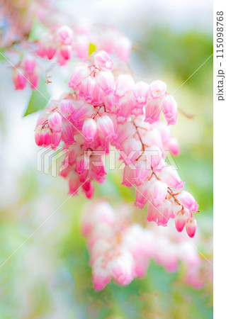 家の周りの草花 四季の色々 早春の木漏れ日に照らされて美しい馬酔木の花が咲きました 家の周りの草花 四季の色々 早春の木漏れ日に照らされて美しい馬酔木の花が咲きました 115098768