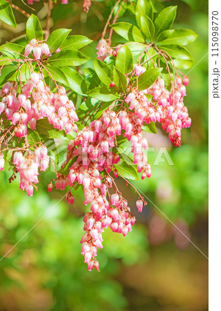 家の周りの草花　四季の色々　早春の木漏れ日に照らされて美しい馬酔木の花が咲きました 115098770