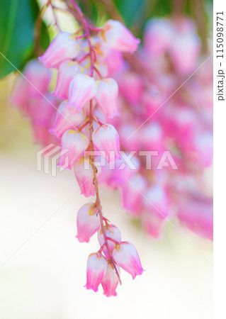 家の周りの草花 四季の色々 早春の木漏れ日に照らされて美しい馬酔木の花が咲きました 家の周りの草花 四季の色々 早春の木漏れ日に照らされて美しい馬酔木の花が咲きました 115098771