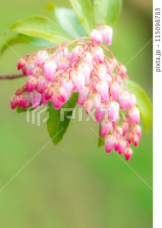 家の周りの草花 四季の色々 早春の木漏れ日に照らされて美しい馬酔木の花が咲きました 家の周りの草花 四季の色々 早春の木漏れ日に照らされて美しい馬酔木の花が咲きました 115098783