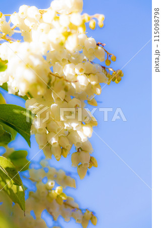 家の周りの草花 四季の色々 早春の木漏れ日に照らされて美しい馬酔木の花が咲きました 家の周りの草花 四季の色々 早春の木漏れ日に照らされて美しい馬酔木の花が咲きました 115098798