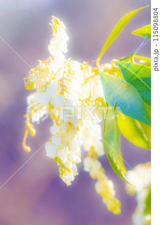 家の周りの草花 四季の色々 早春の木漏れ日に照らされて美しい馬酔木の花が咲きました 家の周りの草花 四季の色々 早春の木漏れ日に照らされて美しい馬酔木の花が咲きました 115098804