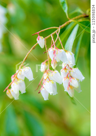 家の周りの草花 四季の色々 早春の木漏れ日に照らされて美しい馬酔木の花が咲きました 家の周りの草花 四季の色々 早春の木漏れ日に照らされて美しい馬酔木の花が咲きました 115098834