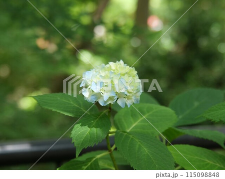 紫陽花の花 紫陽花の花 115098848