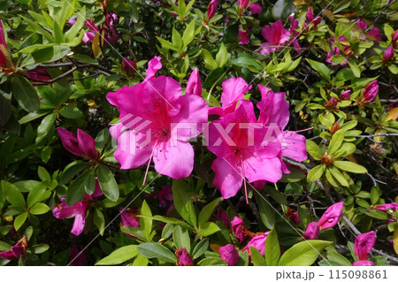 ピンク色のツツジの花と葉 ピンク色のツツジの花と葉 115098861