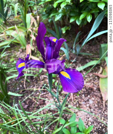紫色の花を咲かせたあやめを撮影した写真 115098865