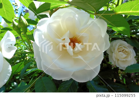白いバラ 白いバラ 115099255