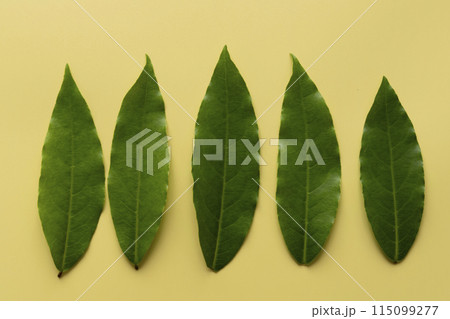 ローリエ　月桂樹の葉 115099277