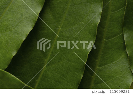 ローリエ 月桂樹の葉 ローリエ 月桂樹の葉 115099281