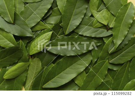 ローリエ 月桂樹の葉 ローリエ 月桂樹の葉 115099282