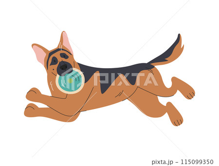 Running german shepherd dog with flat frisbee disk Running german shepherd dog with flat frisbee disk 115099350