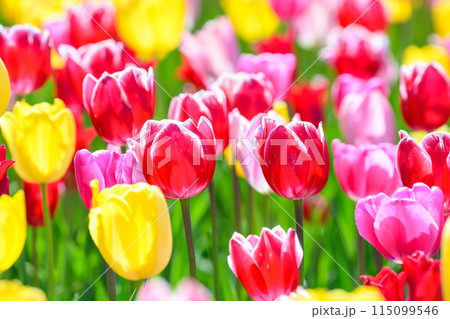 チューリップ・タイムレス(瀧野すずらん公園)_9978 チューリップ・タイムレス(瀧野すずらん公園)_9978 115099546