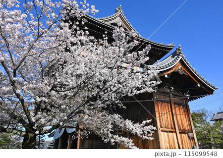 桜咲く京都市金戒光明寺の巨大な山門 桜咲く京都市金戒光明寺の巨大な山門 115099548