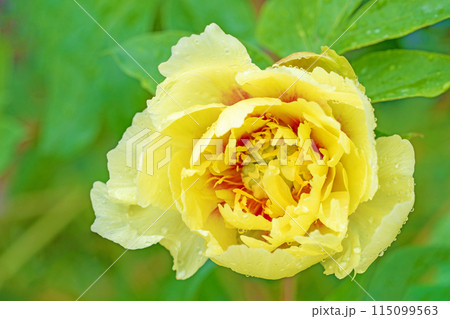 家の周りの草花　四季の色々　ハイブリッドの黄色いボタンのはながさきました 115099563