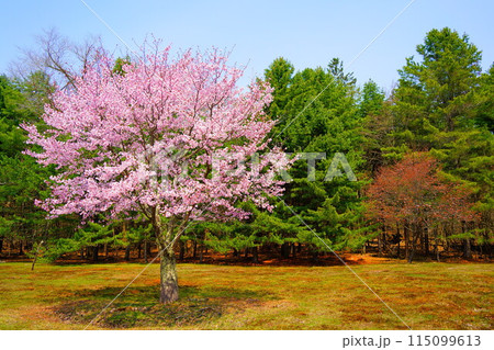 桜のある風景 桜のある風景 115099613