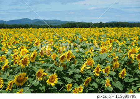 北海道　ひまわり畑 115099799