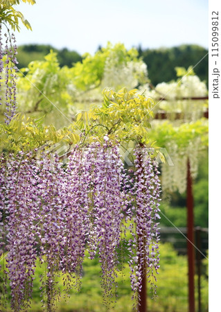 藤の花　霧島市和気神社 115099812