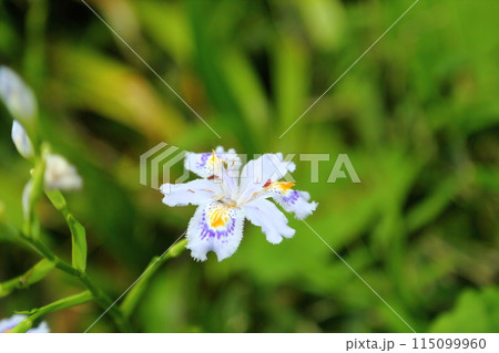 長谷寺のシャガの花 115099960