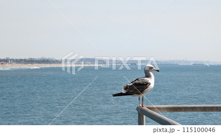 ロサンゼルス 115100046