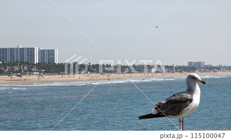 ロサンゼルス 115100047