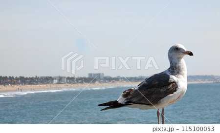 ロサンゼルス 115100053