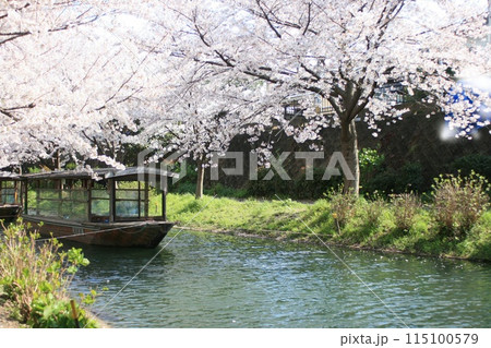 桜と屋形船 115100579