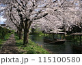 満開桜と屋形船 115100580