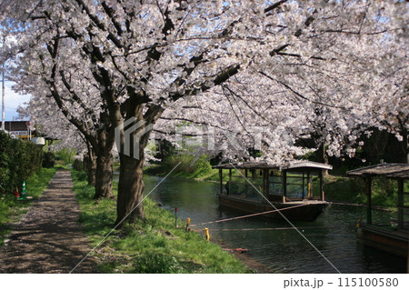 満開桜と屋形船 115100580