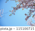 空に伸びる桜 115100715