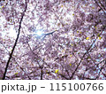 桜 115100766