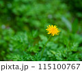 黄色いタンポポ 115100767