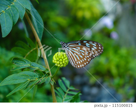 吸蜜するアサギマダラ 115100815