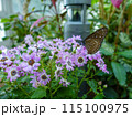 蝶が花の蜜を吸っています 115100975